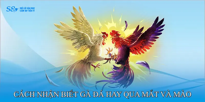 Cách Nhận Biết Gà Đá Hay Qua Mắt Và Mào