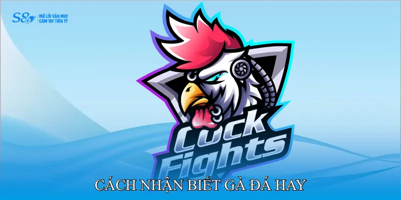 Cách nhận biết gà đá hay