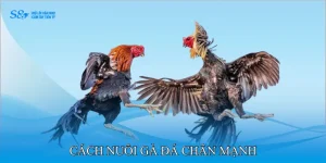 Cách Nuôi Gà Đá Chân Mạnh