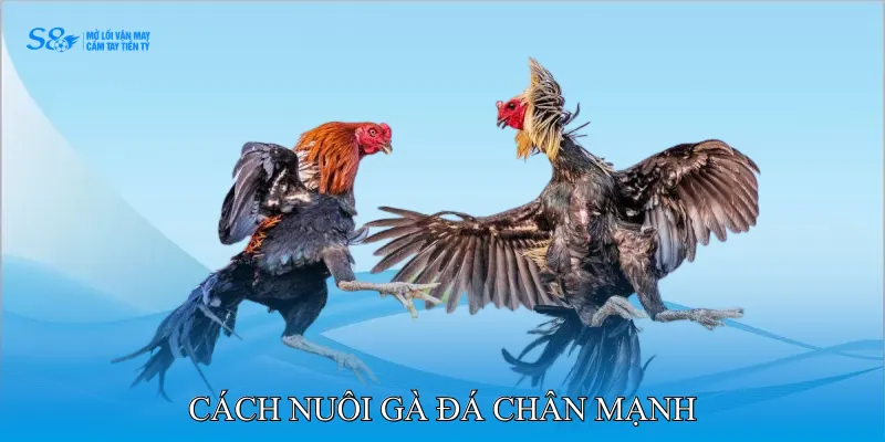Cách Nuôi Gà Đá Chân Mạnh