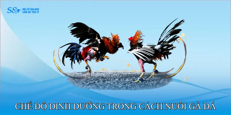 Tầm Quan Trọng Của Cách Nuôi Gà Đá Chân Mạnh