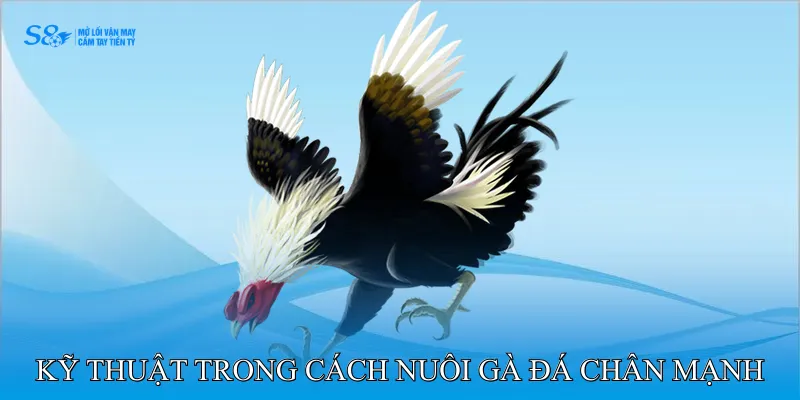 Kỹ Thuật Trong Cách Nuôi Gà Đá Chân Mạnh