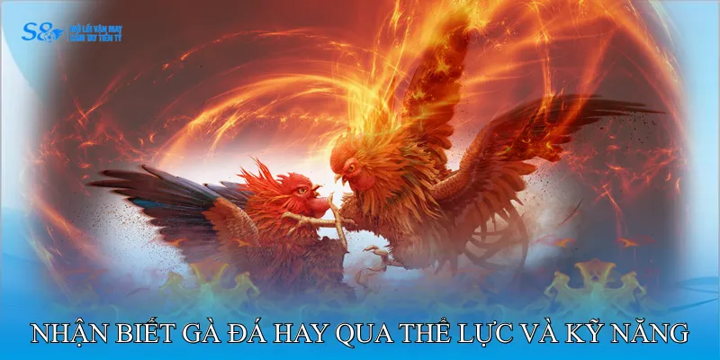 Cách Nhận Biết Gà Đá Hay Qua Thể Lực Và Kỹ Năng Chiến Đấu
