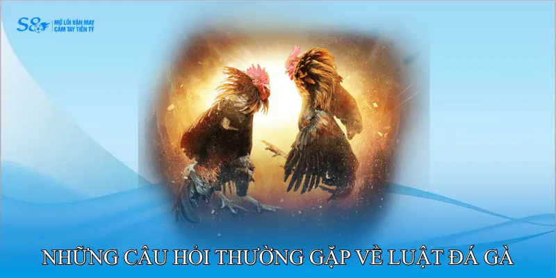 FAQ – Những Câu Hỏi Thường Gặp về Luật Đá Gà