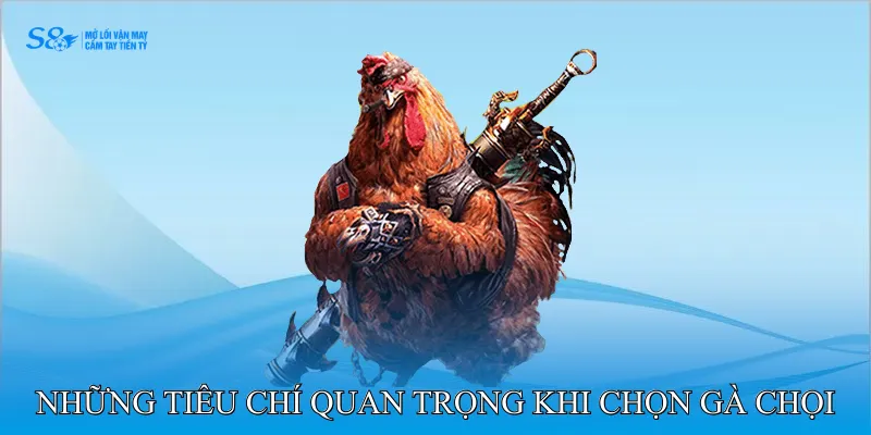 Những Tiêu Chí Quan Trọng Khi Chọn Gà Chọi